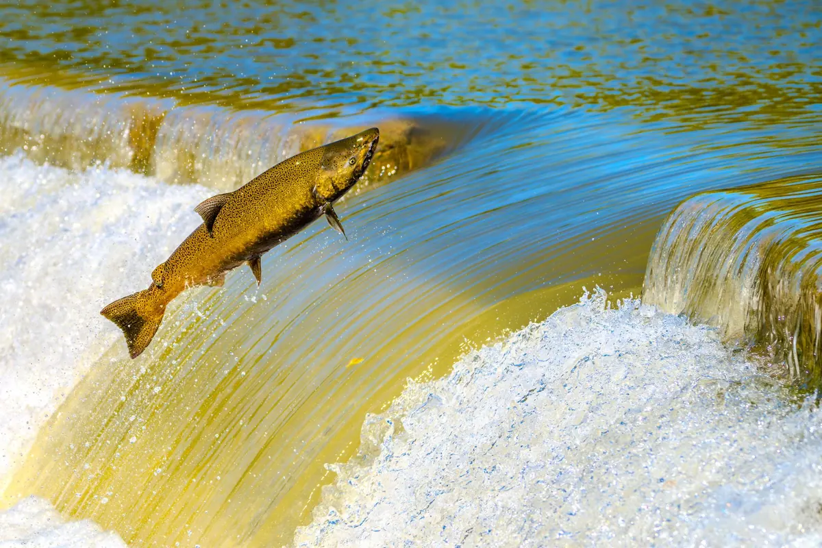 Autumn on the Tyne: Where to Watch Salmon Leaping and How to Do It Responsibly