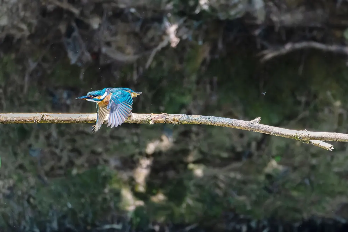 Identifying River Tyne Birds: A Beginner's Guide to Kingfishers, Dippers and Herons